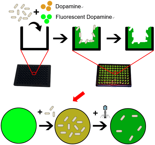 Fig.1 Schematic illustration of detecting virus activity using fluorescent bacteria-imprinted sensor